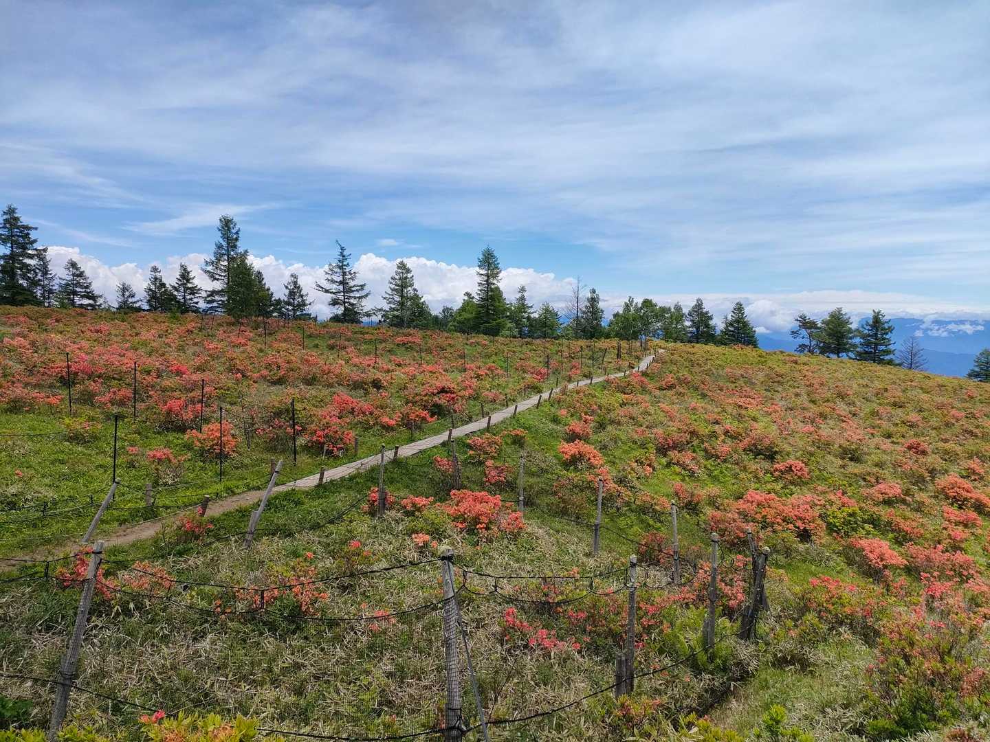 甘利山登山口-甘利山 往復コースの写真