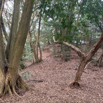 この尾根を降りてゆく…🚶💦