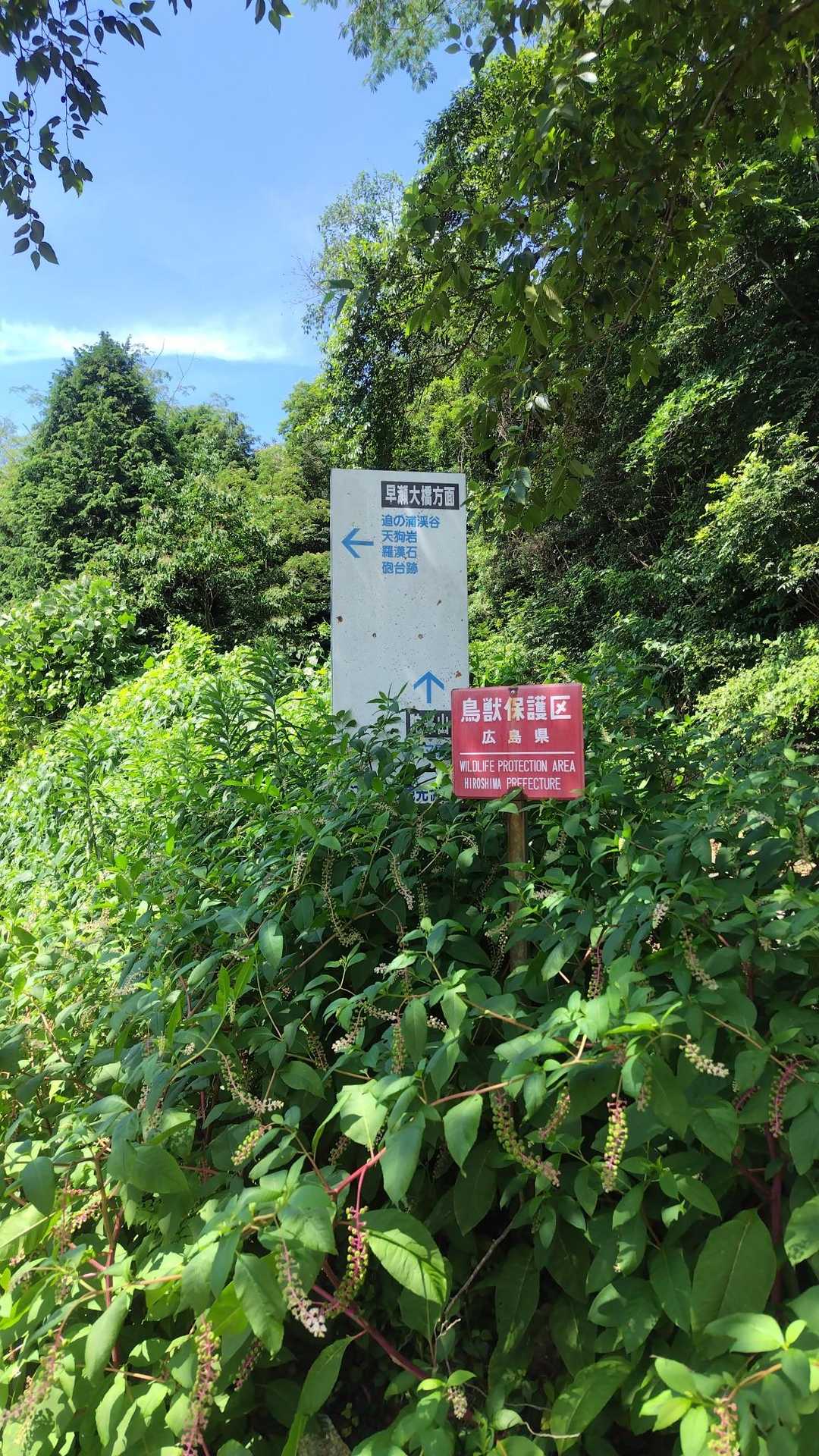 陀峯山 往復コースの写真
