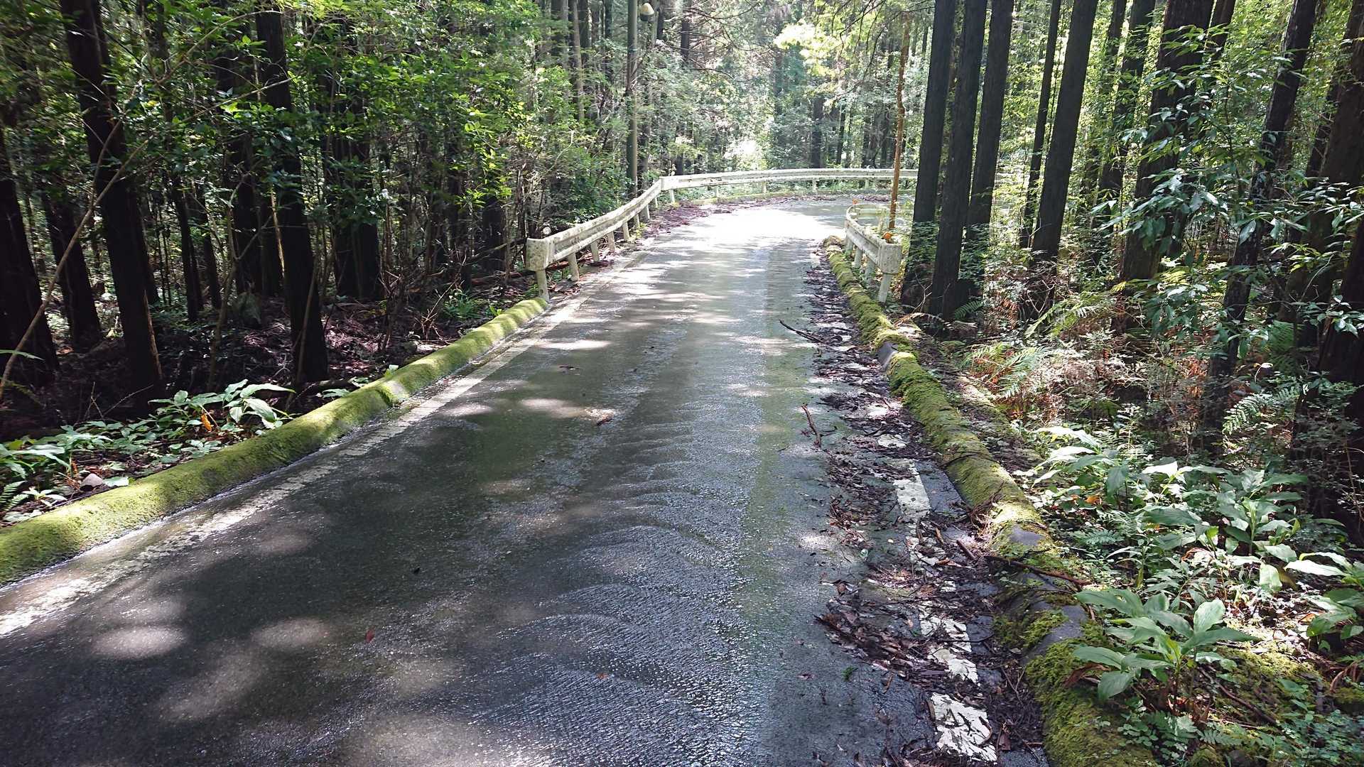 昨日の雨の影響⁉️アスファルトが川状態😵しかも苔と下りのコンボでめっちゃ滑るため超スローペースで下りました😥