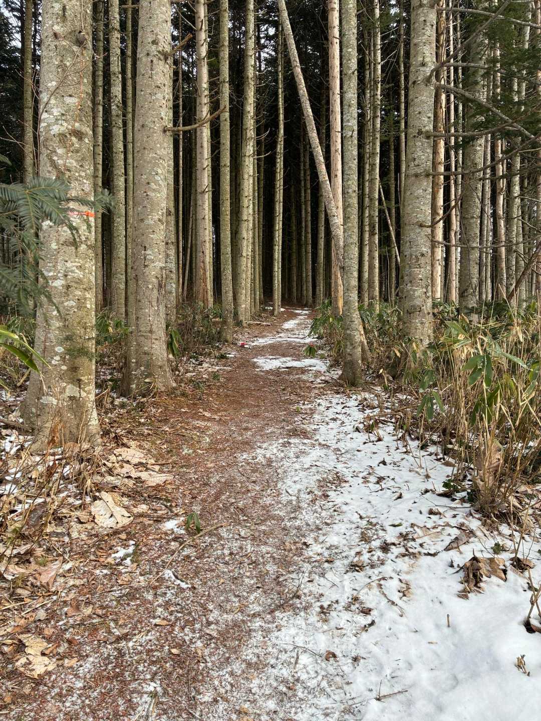 利根別自然公園登山口-萩の山 往復コースの写真