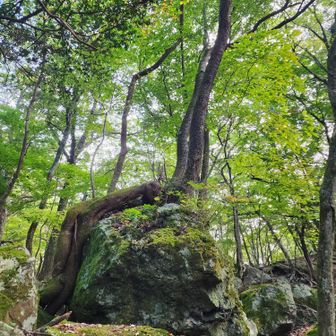 アートです