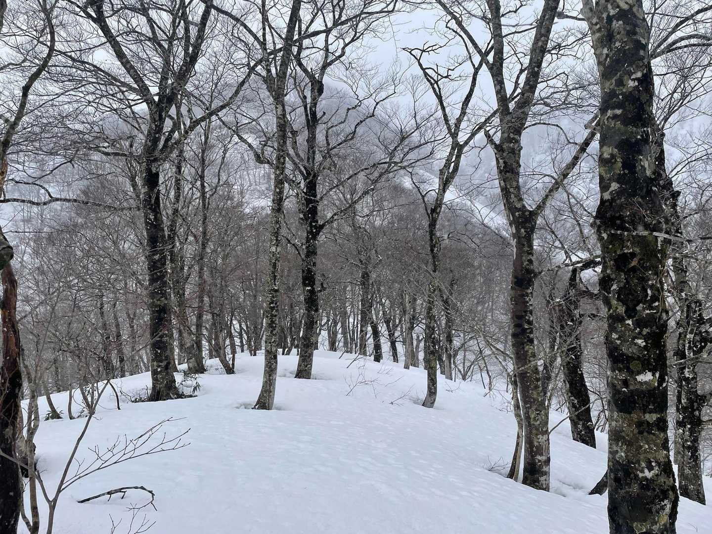 水沢森登り口 往復コースの写真