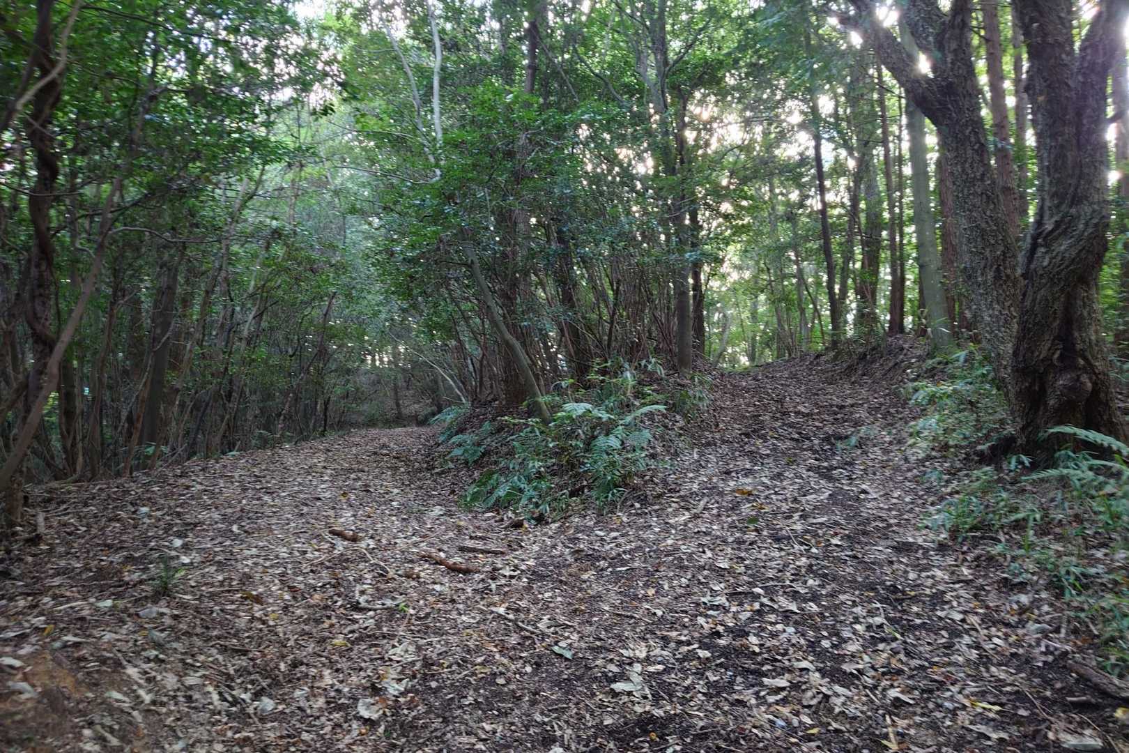 登りの道
右側が山頂です