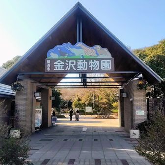金沢動物園の門をくぐっていつもは右側シダの谷に行く所を今回は左の賑やかな動物園側へ