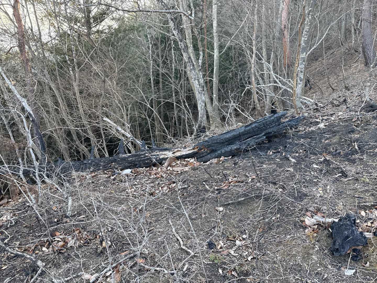 山火事跡。
真っ黒に焼けてます。
なかなか元には戻らないんだな。
自然は、大切です。