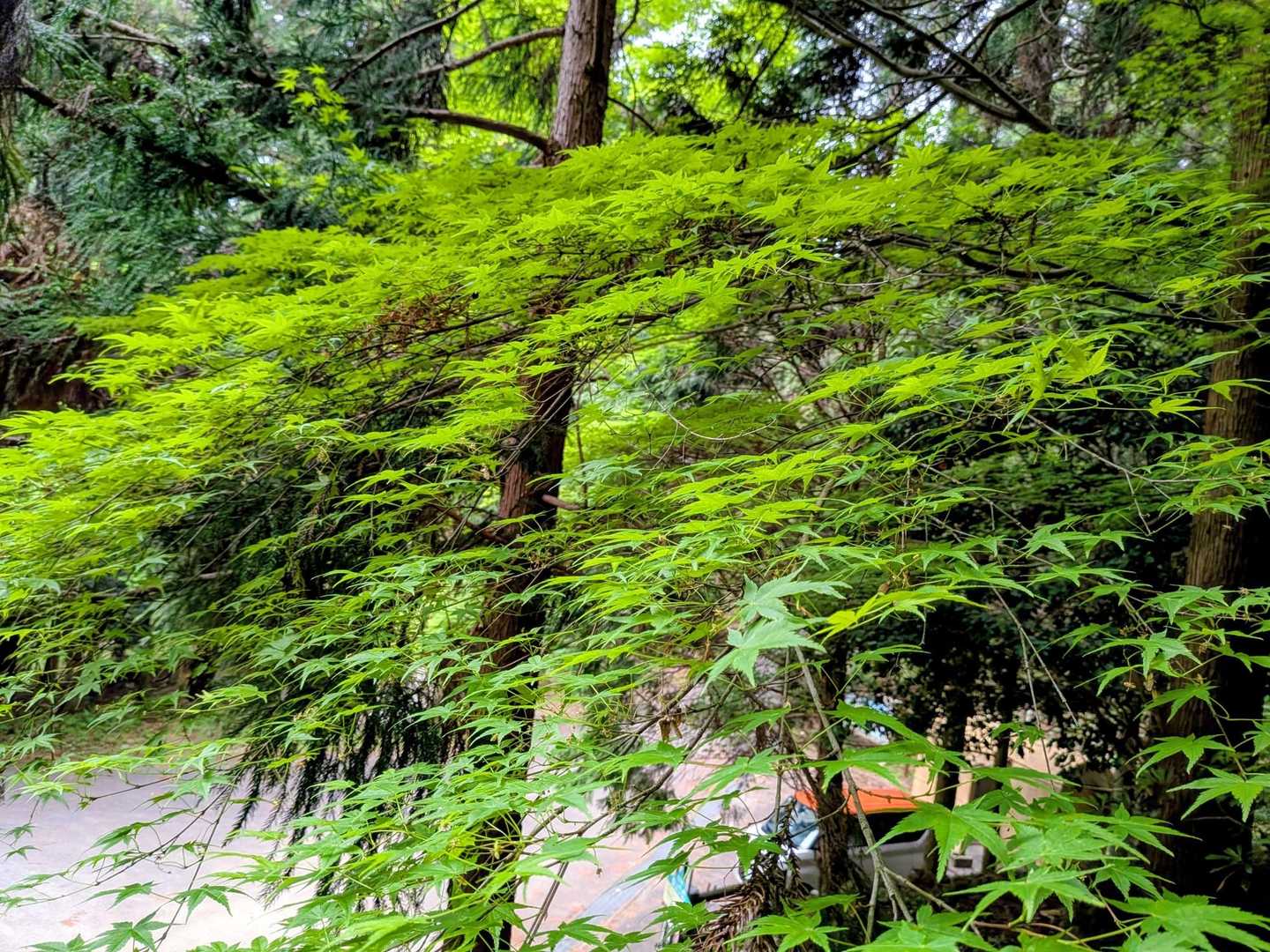 涼しげなもみじ✨️