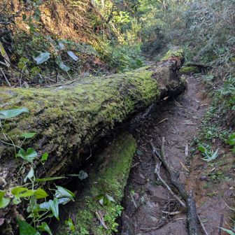 倒木多く
人は誰もいない登山道でした