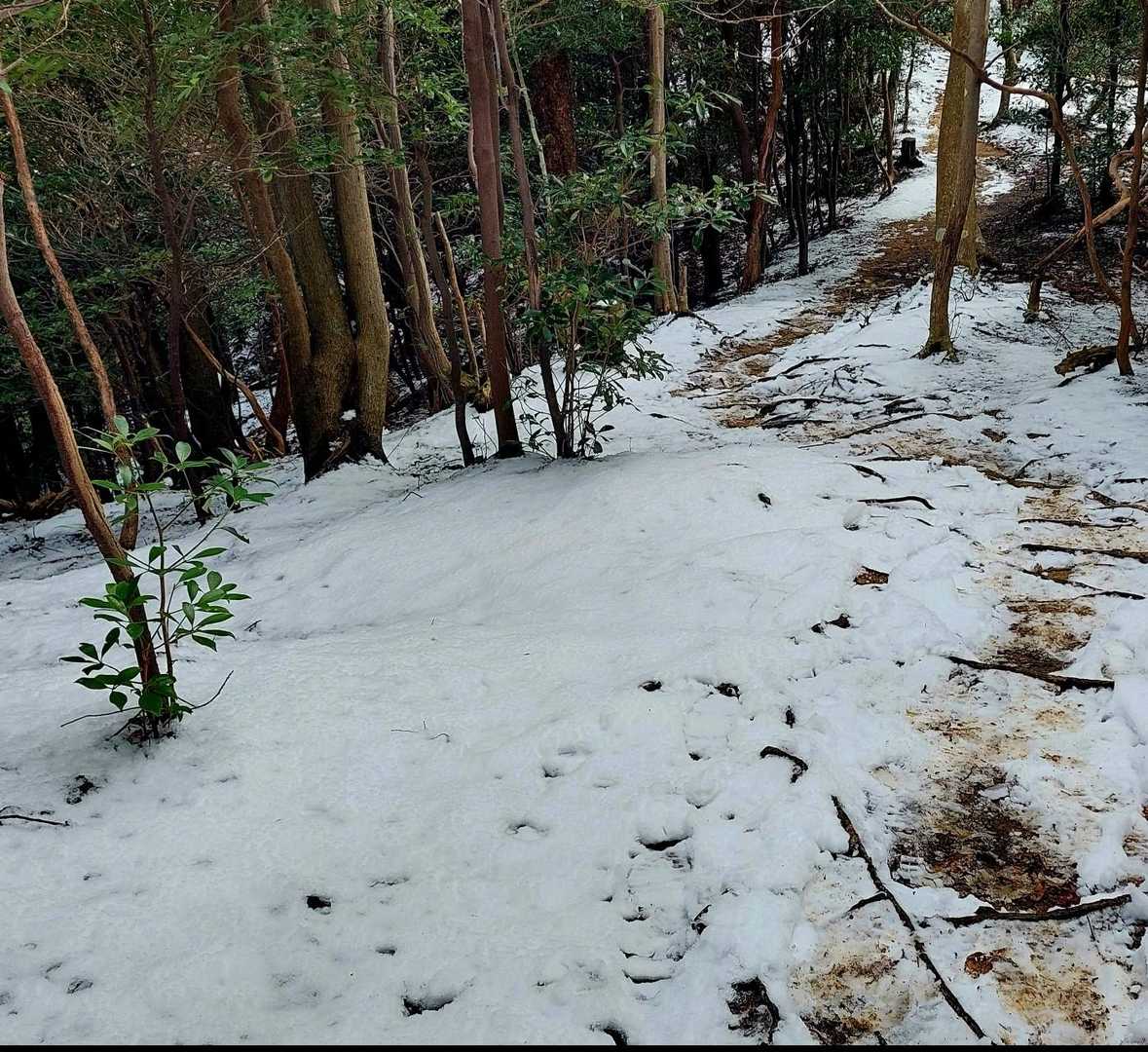 小さな雪国の世界に入る🎶
サクサクとリズミカルに🥾