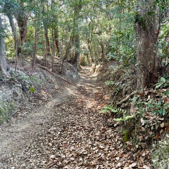 薬師堂から奥はこんな感じの林道