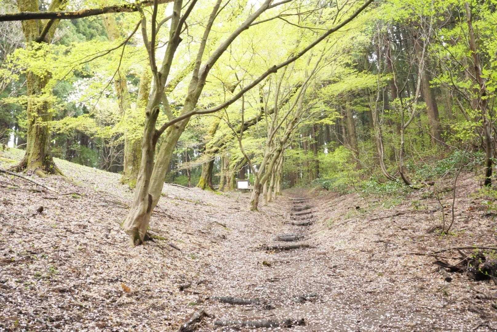 散った桜も🌸
良いものです。