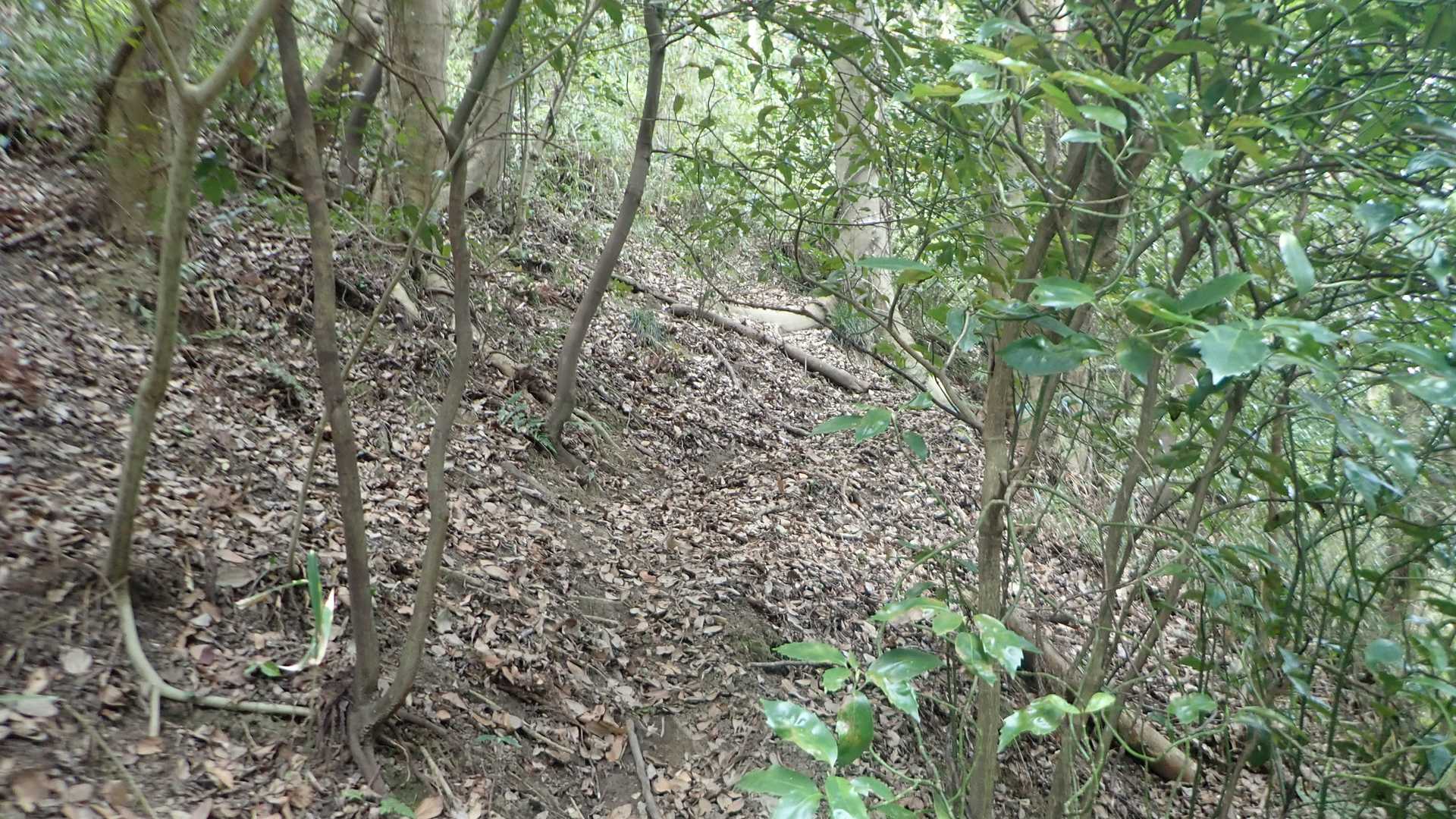 滝の茶屋から降りてくる間に鷹尾山に向かう踏み跡が増えてる気がするんだけど・・・
とりあえずお疲れサンマ。