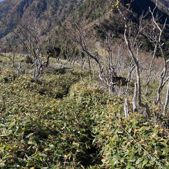 釈迦ヶ岳を後にして、次は西平岳までピストン💨登山道が笹に覆われているため、急遽ゲイター着用。