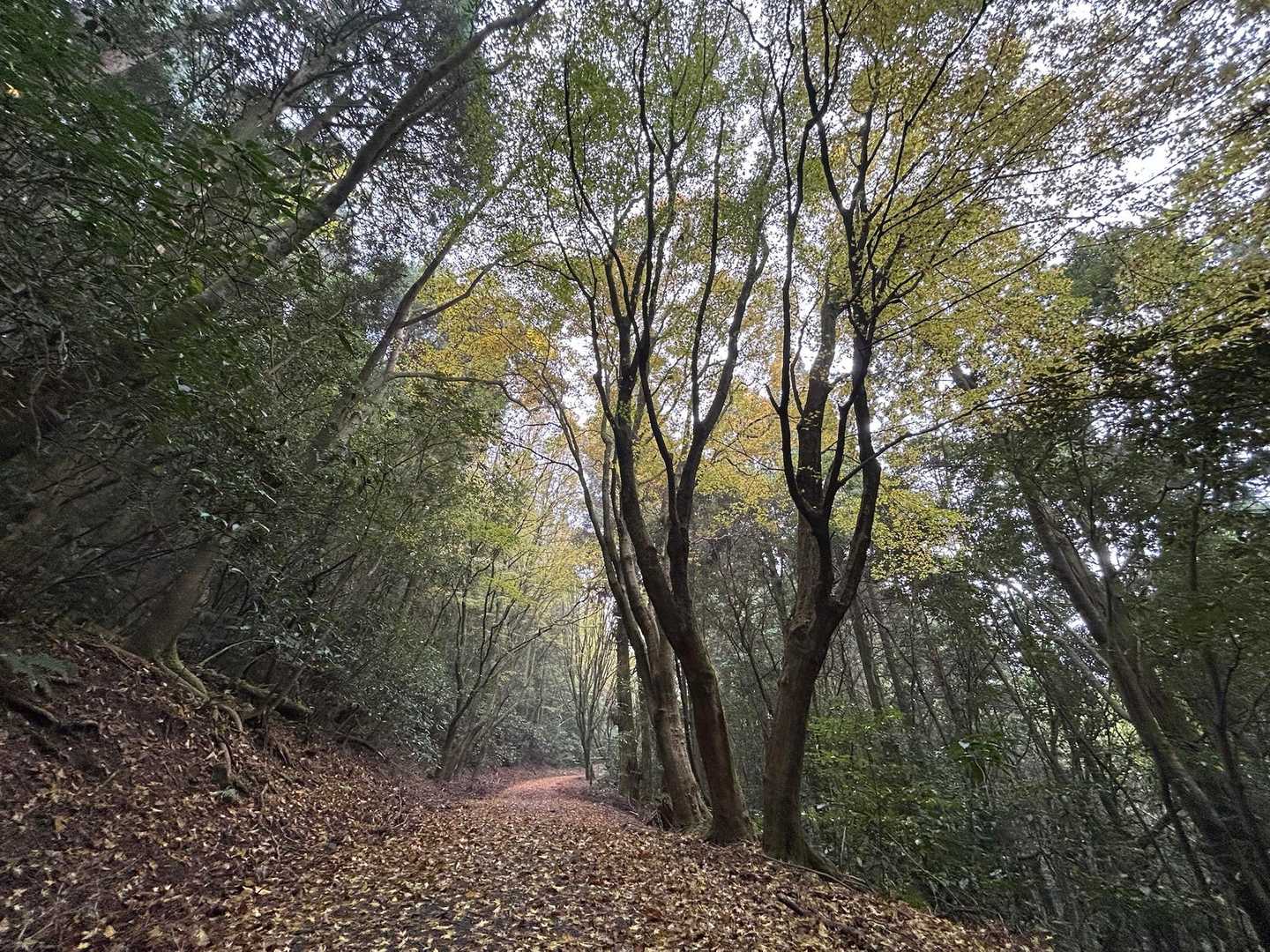 権現山登山道(車道)