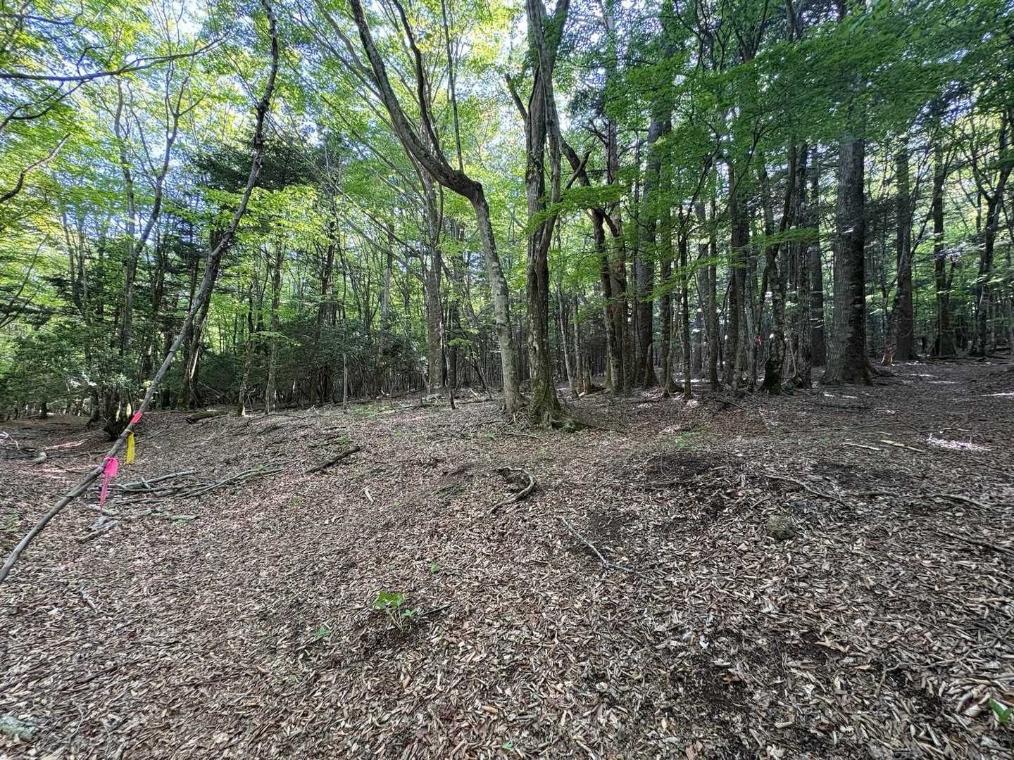 分岐

帰りは大室洞穴の方行くから、ここ覚えておかないと！←伏線か⁉️