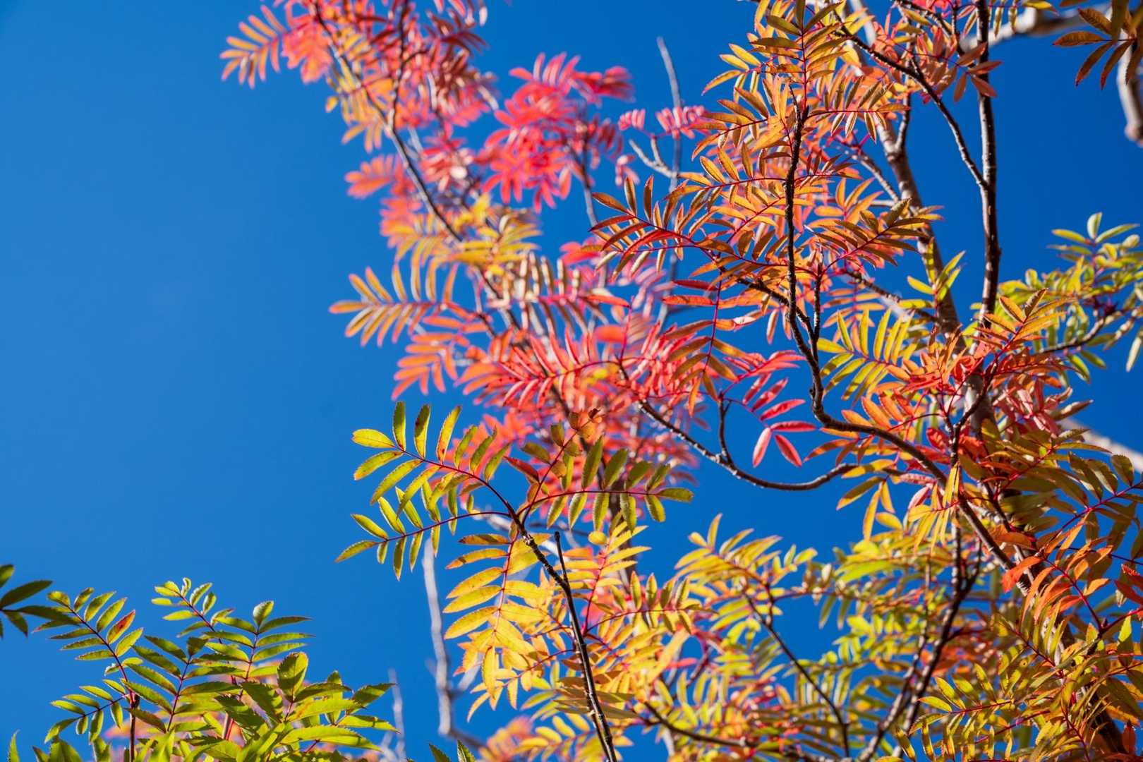 青空にナナカマドの紅葉が映える☺️