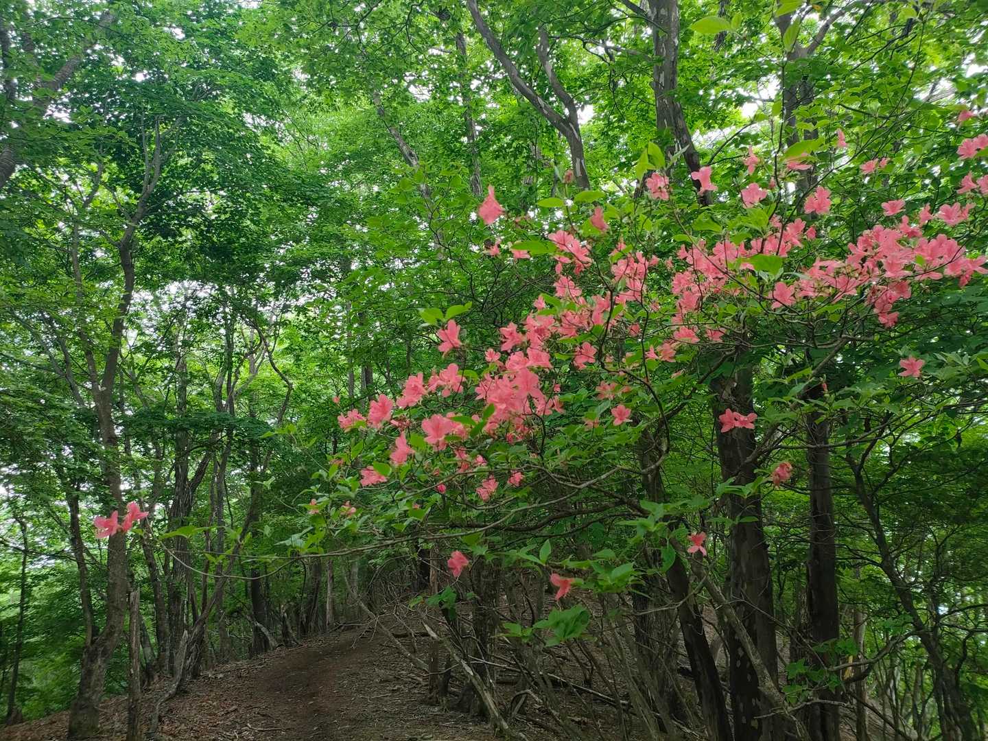 綺麗に咲いてるとこありました✨