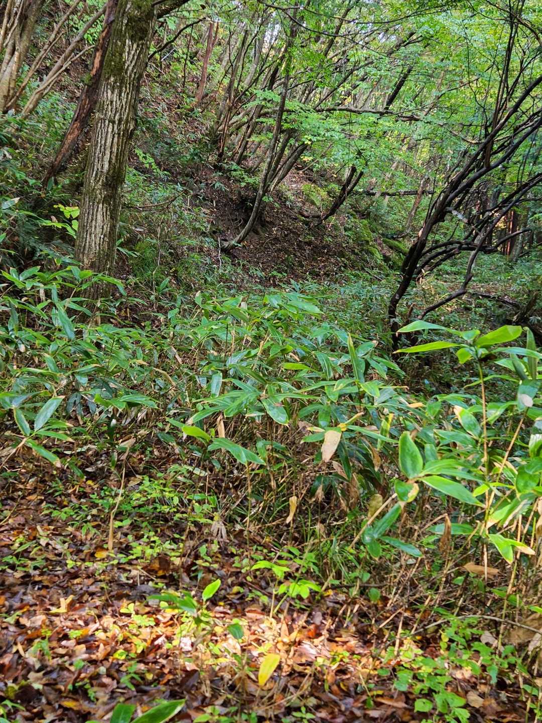 登山道、草を刈って整備してありますが、展望なし