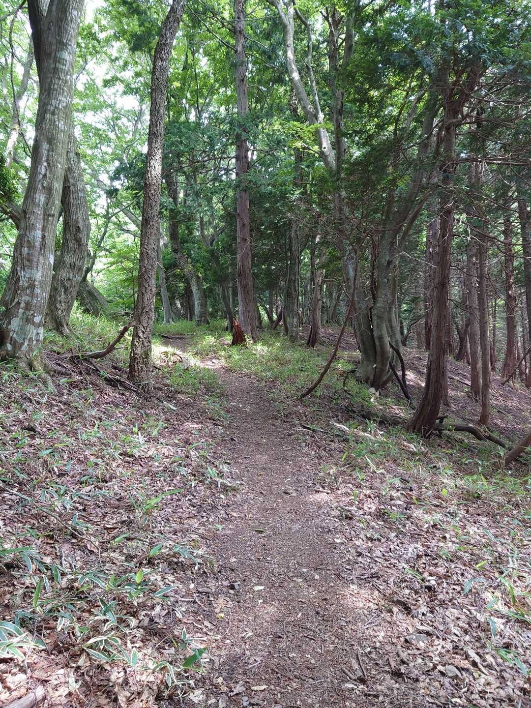 登りやすい道です。