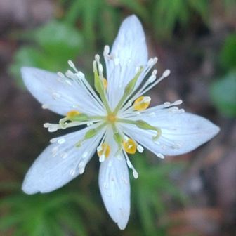 ＬＯνЁ ゜・*:.。. ♡ｌｏυё♡.。.:*・゜