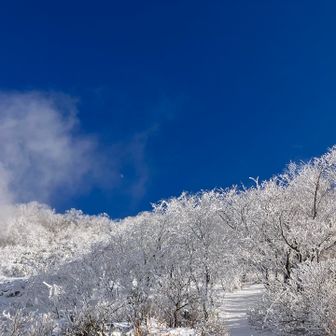 源泉の湯気が落葉した木々に付着して
霧氷の林に😍

何でここだけ？
時間はあったので、しばし観察して気がついた。
やぁ　いいモン見せてもらったわ😆
最初　文句言いましたが…