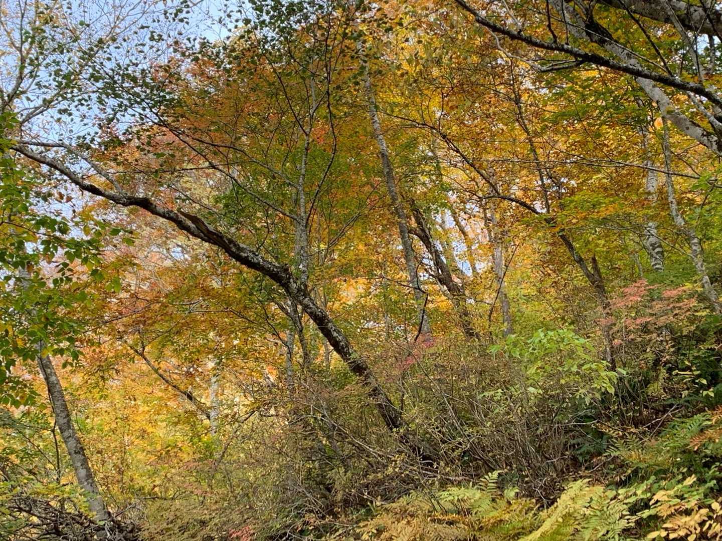 志津倉山登山口-志津倉山 周回コースの写真