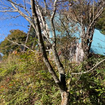 山小屋