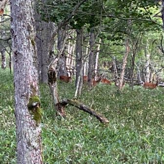 たくさんの🦌