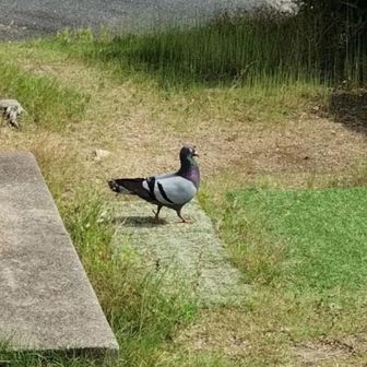 芥子山大好きっ子
