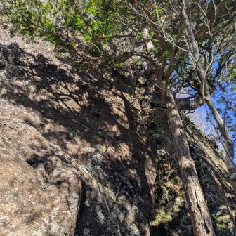 第三の崖。ほぼ垂直。本来崖の割れ目沿いに登るのだが、右に巻けそうだったので見に行ってみたら、何となく登ってしまった。
やっぱりここを登ってもらわんと。···案内者として、反省。