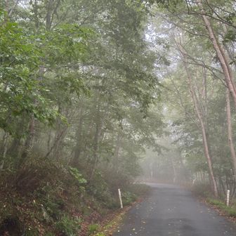河原の坊から登山口のある小田越までは緩やかな上り坂の車道を歩きます。霧がかかっていて少し幻想的でした。