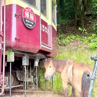 早朝だからか元気ないな🐴
