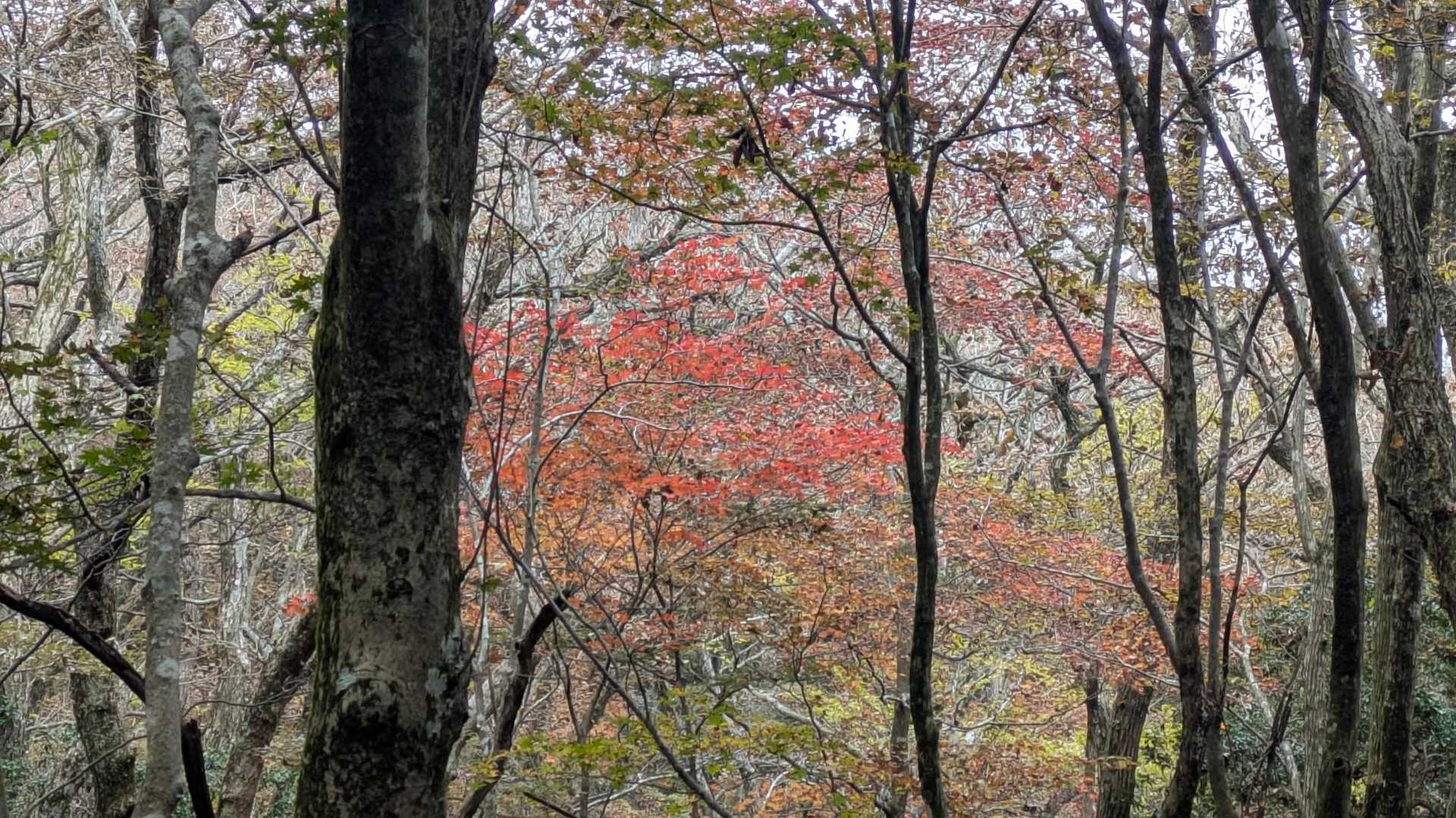 地蔵峠-大矢岳-冠ヶ岳-大矢野岳-太郎ヶ迫-駒返峠 縦走コースの写真
