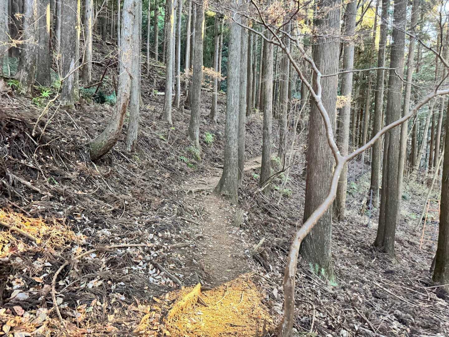 さて　今回もこの相州アルプスを歩きます

ミッション②シモバシラを見る