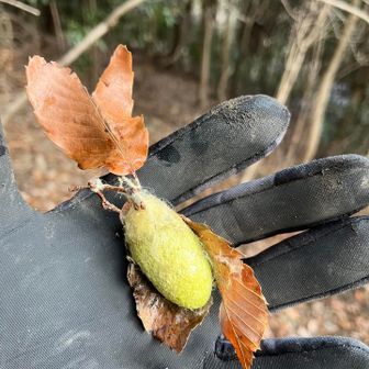 また、ウスタビガの繭かと思ったが、色は似てるけどヤママユガの繭や💡
