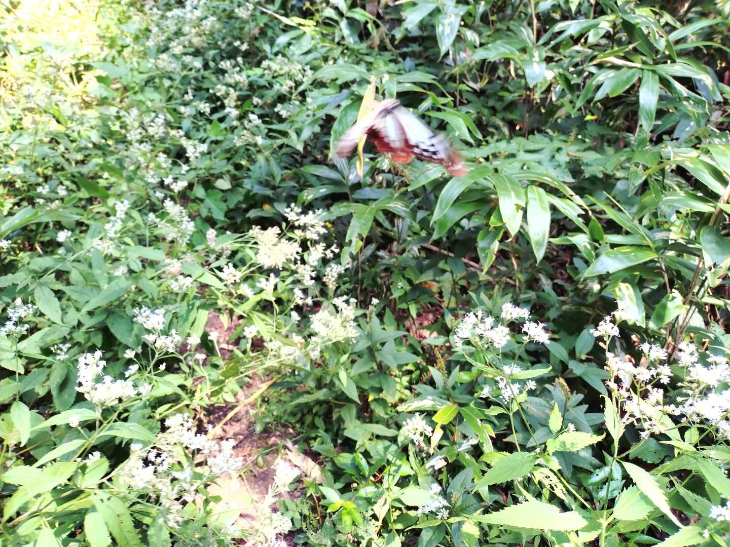 莇ヶ岳登山口-莇ヶ岳-弟見山 往復コースの写真