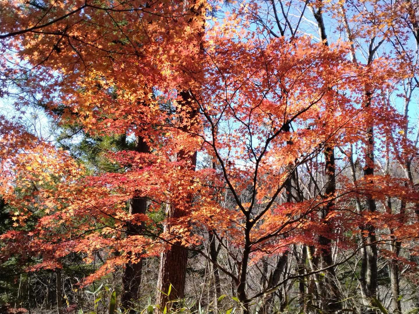 少し上にも赤いモミジ🍁