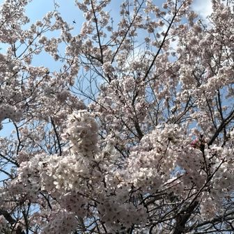 ほぼ満開🌸
とりあえず山は下りたけど、ここから15kmのロード