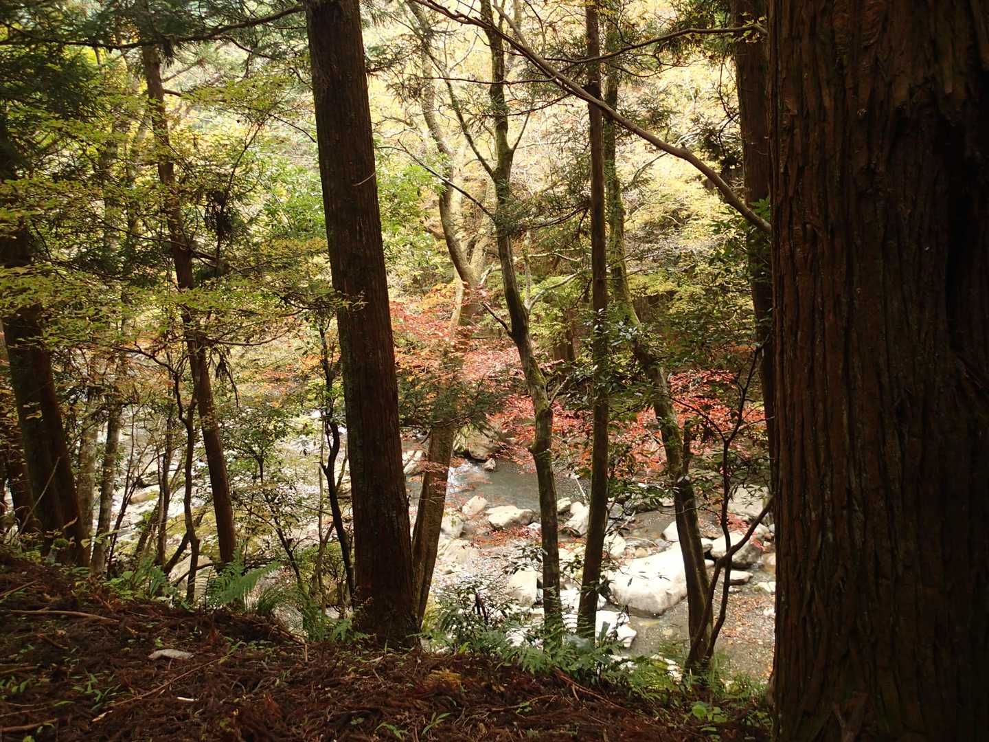 きれいな御池川