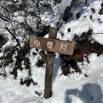 小貝月のピークへ。