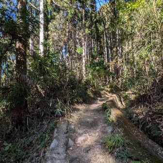 水越から葛城への一気の階段は人を選びそう