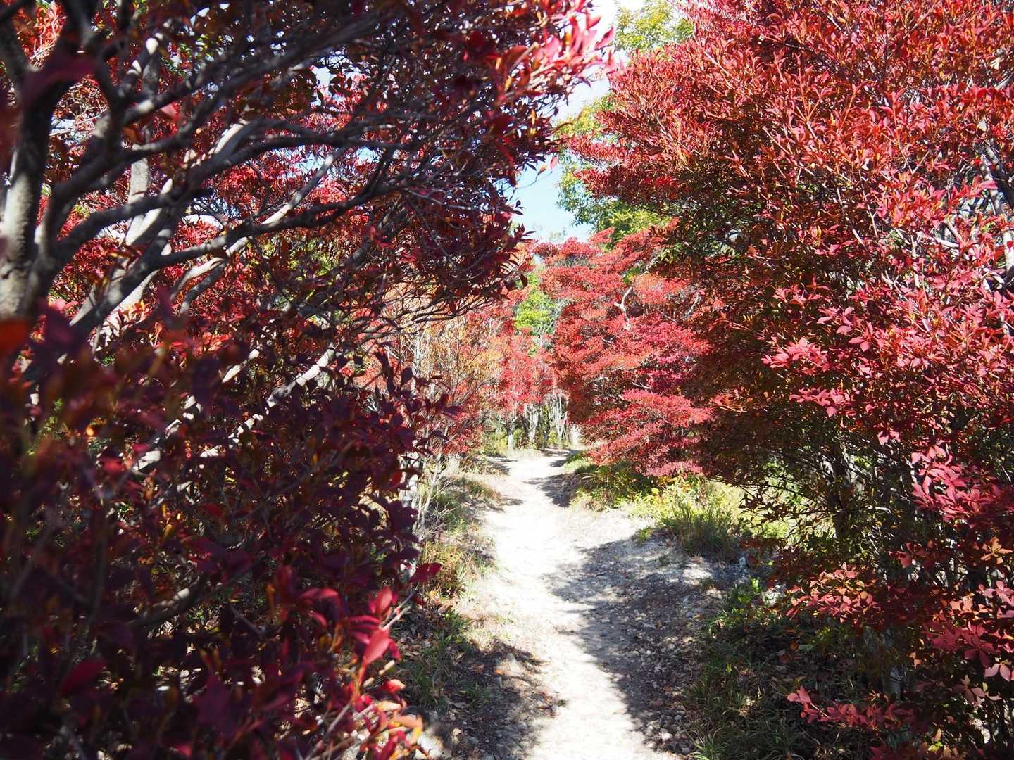 雄鷹台山登山口〜雄鷹台山｜ドウダンツツジの道 往復コースの写真