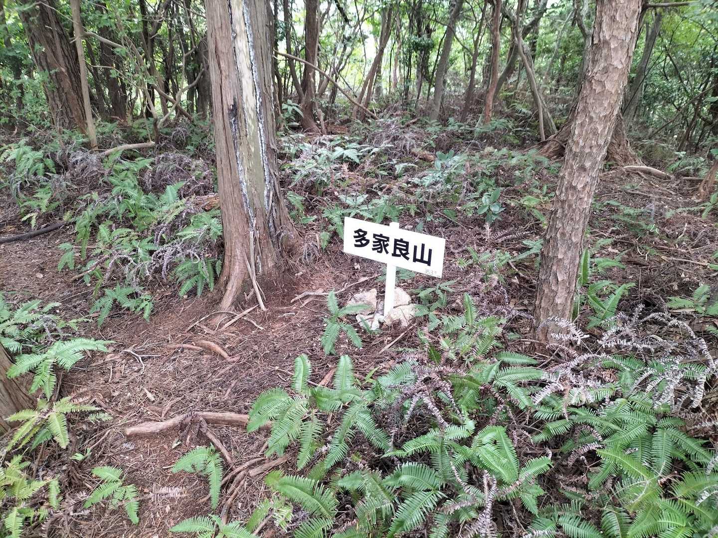 ほどなく多家良山到着✌️