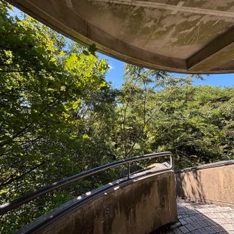 🌲🌲🌲🌲🌲🌲🌲🌲
🌲 木しか　　　🚶‍♂️‍➡️     🌲
🌲 みーえーなーいー   🌲
🌲🌲🌲🌲🌲🌲🌲🌲