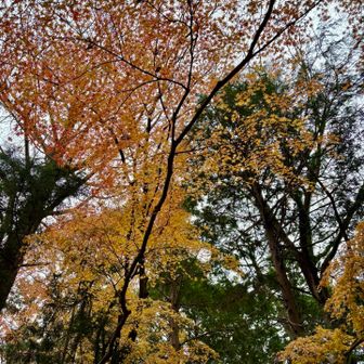 紅葉が待っててくれてた！