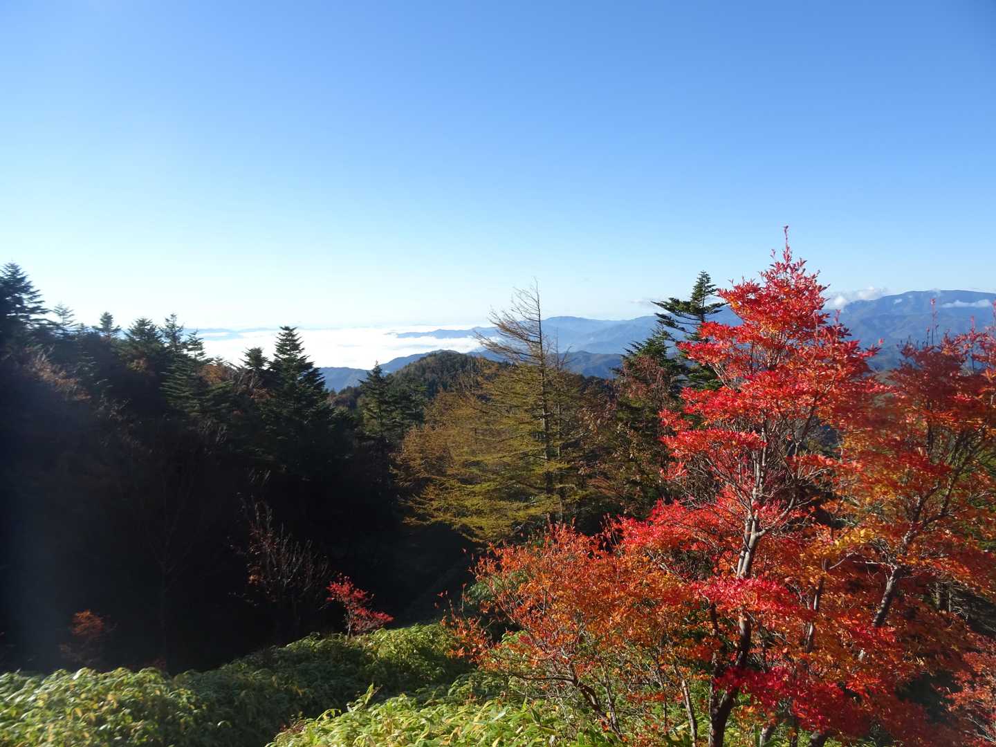 摺古木山-白ビソ山-安平路山 往復コースの写真