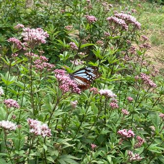 今年もアサギマダラ🦋に会えました✨