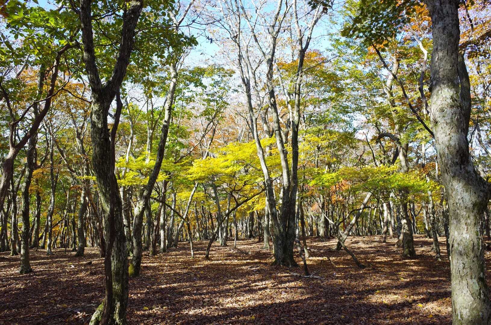 七人山の写真