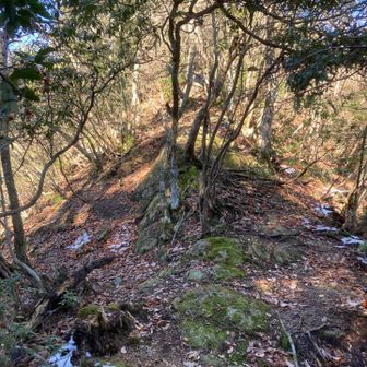 こっから急登。