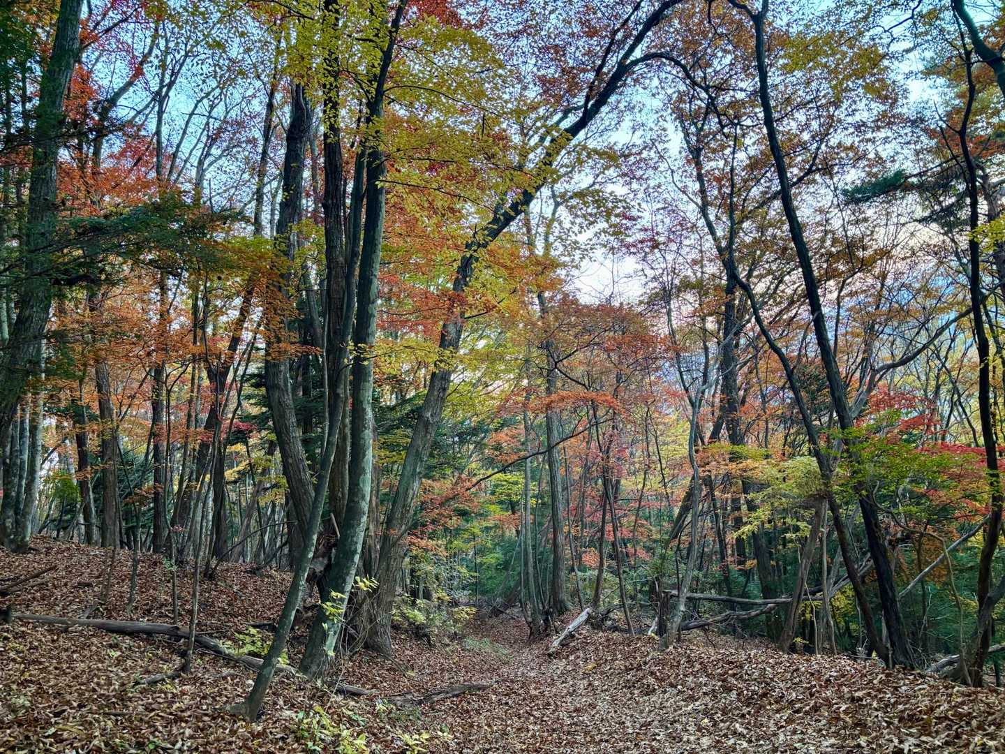 日向山の紅葉④